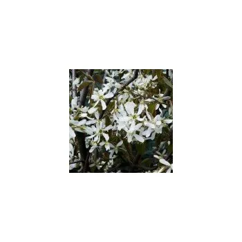 Sazenice Amelanchier laevis Ballerina (syn. A. arborea Ballerina) 40/60 cm