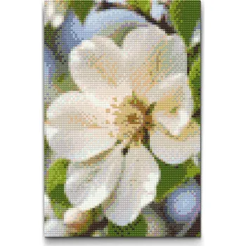 Diamantové malování Diamantové malování - Květ jabloně Velikost: 20x30cm, Rámování: Pouze srolované plátno, Diamanty: Kulaté