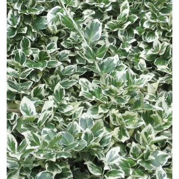 Sazenice Brslen Fortuneův 'EMERALD GAIETY' 20-30 cm, kont. 1 l