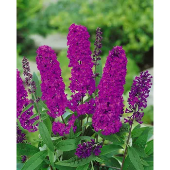 Sazenice Recenze Komule Davidova Royal Red 30-40 cm v květináči 2 l