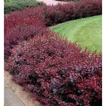 Sazenice Dřišťál Thunbergův 'ATROPURPUREA NANA' 30-40 cm, kont. 2,5 l