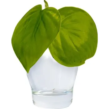 Gardners Philodendron scandens Lemon lime - řízek k zakořenění Filodendron