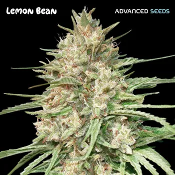 Pěstitelství Advanced Seeds Lemon Bean Počet ks Feminizované: 1