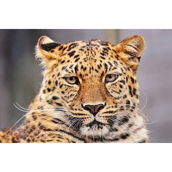 Plakát Plakát, Obraz - Portrait of Amur leopard, Picture by Tambako the Jaguar
