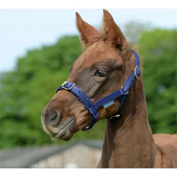 Hříběcí ohlávka BUCAS Dublin, modrá (AP 25 DOPRODEJ)