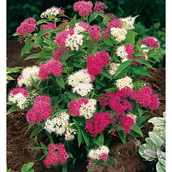 Sazenice Tavolník japonský ´GENPEI´ 10-15 cm, kont. 1,4 l