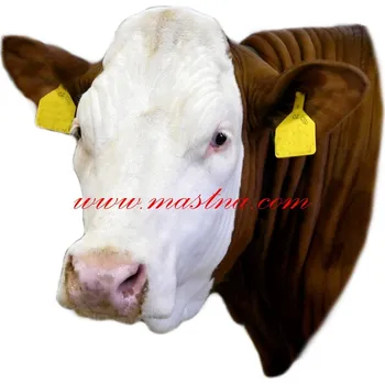 Samolepka skot červenostrakatý, kráva česká strakatá bělohlavá