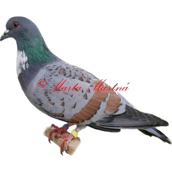 Samolepka holub košoa - archiv