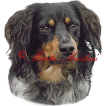 Samolepka český strakatý pes - archiv 386