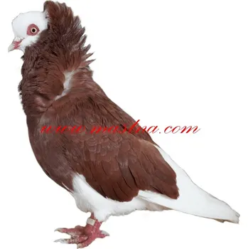 Samolepka holub kapucín