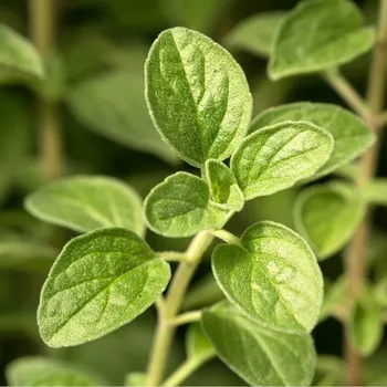 Herbarium Majoránka nať Hmotnost: 20 g