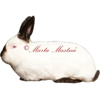 Samolepka králík kalifornský černý