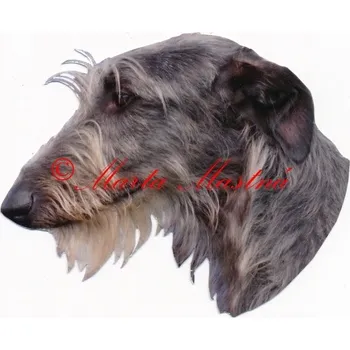 Samolepka deerhound, skotský jelení pes - archiv 445