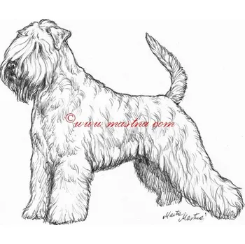 Samolepka soft coated, pšeničný teriér c576 - Malá - přibližně jako pohlednice