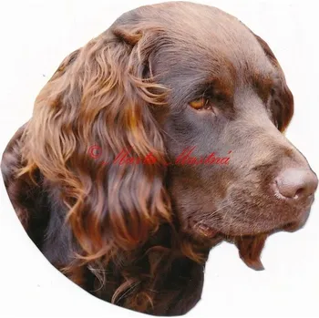 Samolepka německý křepelák - archiv 352