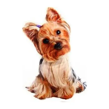 Hudební nástroj pro děti Polštářek s potiskem 34x22cm jorkšír