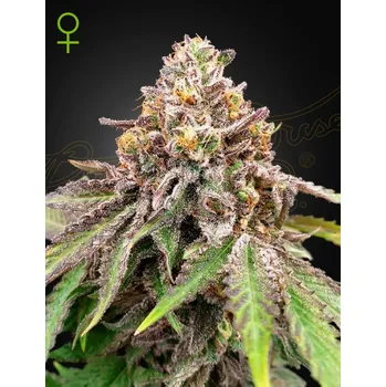 Semeno Greenhouse seeds AUTO BLUE HAZE X GELATO 41 Počet ks Feminizované: 1