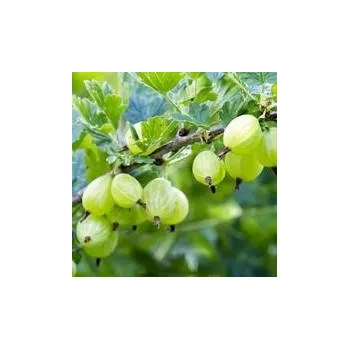 Sazenice Grossularia uva-crispa Invicta 20/30 cm stromkový