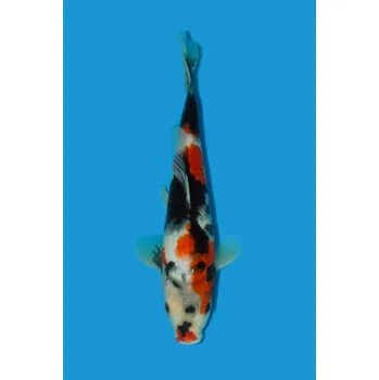 Krmivo pro rybičky VHQ Tategoi Showa ... JK 23IMA0321