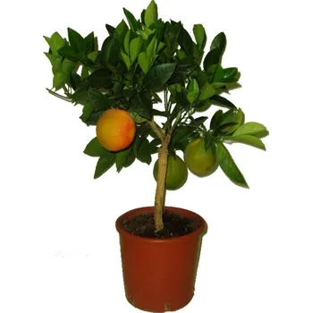 Sazenice Větší strom pomerančovník Orange Arancio
