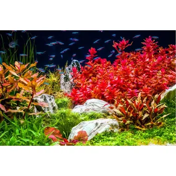 Akvaristika Ammannia Nesaea crassicaulis (Košíčková Ø 5,5 cm)