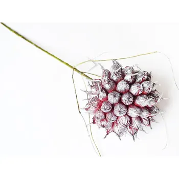 Sazenice Česnek, 60 cm