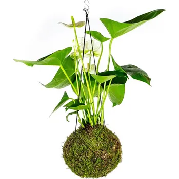 Gardners Kokedama Anthurium andraeanum bílá (L) Anturie, toulitka, prasečí ocásek