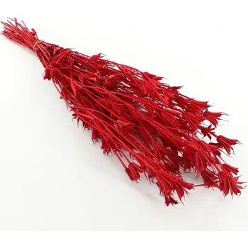 Zahradní dekorace Sušina Nigella orientalis x100gr. rosso - červená (10-630)