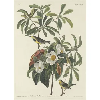 Plakát Plakát, Obraz - Bachman's Warbler, 1834, John James (after) Audubon