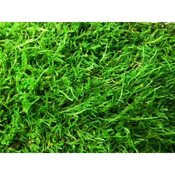 Obraz Stabilizovaný mech plochý Flattmoss, 0,5kg (0,4 m2)