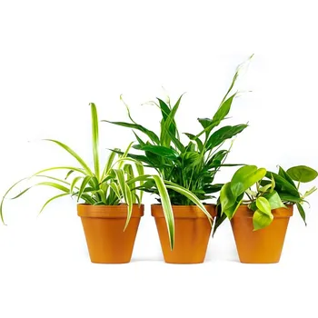 Gardners Set nenáročných pokojových rostlin