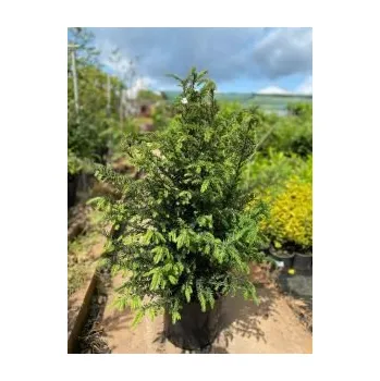 Sazenice Tis červený 80-100cm, kontejner