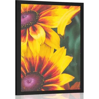 Plakát Dovido Plakát atraktivní dvoubarevné květiny