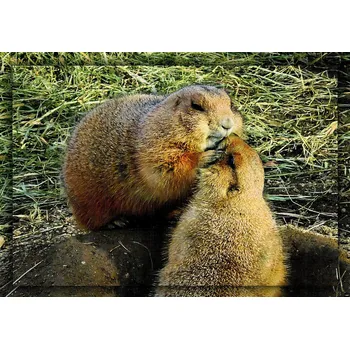 Ivan Rillich Psoun prériový pohlednice 10,5 x 15 cm