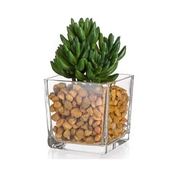 Sukulent ve skleněné váze s kameny 10 x 16 cm, zelený (Sukulent ve skleněné váze s kameny 10 x 16 cm, zelený)