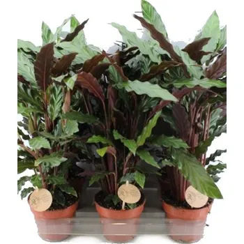 Sazenice Pokojová květina Calathea Rufibarba 12 cm