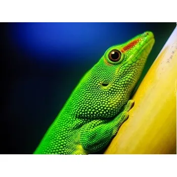 Terárium Výbava terária - felsuma madagaskarská