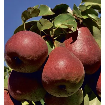 Sazenice Hrušeň ´Dicolor´, kontejner C10L-kdouloň MA