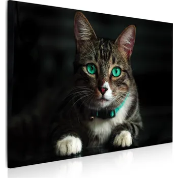 Obraz Malvis ® Obraz Kočka se zelenýma očima Velikost (šířka x výška): 60x40 cm
