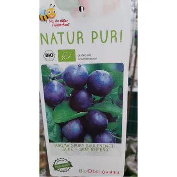 Sazenice Slivoň sloupovitá 'Aroma Spur'®-C7,5L-BIO!