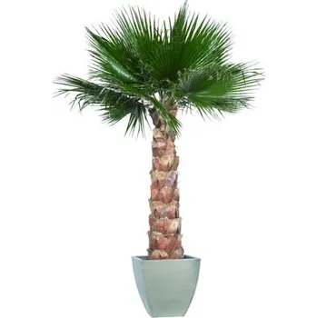 Washingtonia palm tree kit 240 cm