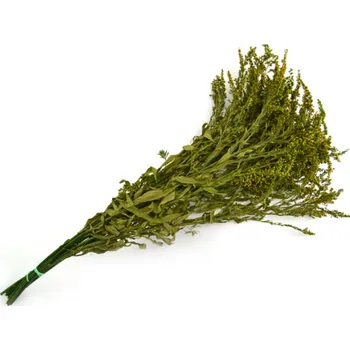 Solidago Green - zelená