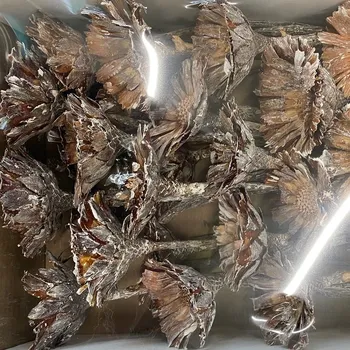 Zahradní dekorace SU Protea Rosette 6-7cm Frosted Bělená 50ks (703856)