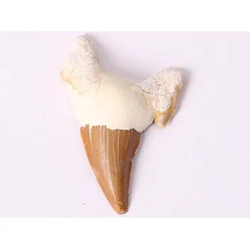 Magieprirody.cz Fosilie žraločí zub velký 6 cm #262