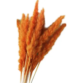 Sušená tráva Pampas orange, 6 ks, 65 - 75 cm, oranžová