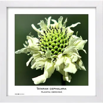 Fotorámeček TRADAG Natura 30 x 30 cm