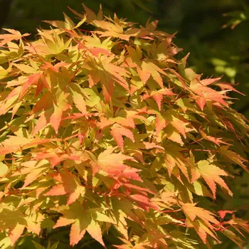 Sazenice Acer palm. 'Sangokaku'