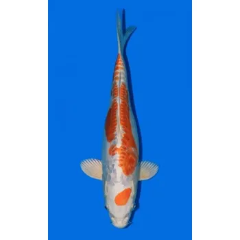 Krmivo pro rybičky Kikusui JK 20180559