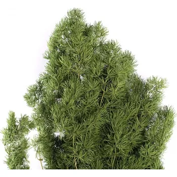 umělá květina Stabilizovaná rostlina Ming Green 30-50 cm