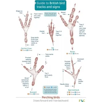 Guide to British bird tracks and signs - Puplett, Dan